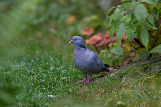 Hohltaube auf grünem Gras | © Marcus Bosch