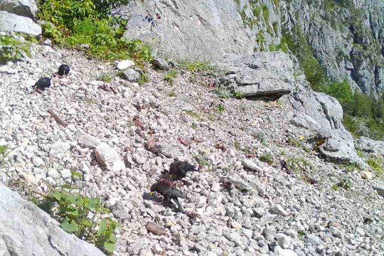 Alpendohlen haben den neuen Futterplatz schnell entdeckt | © Jochen Grab NPV