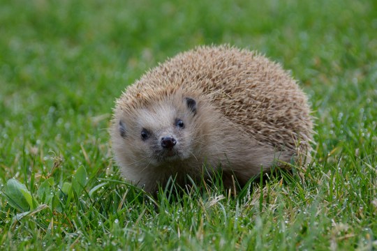 Sehr heller Igel im grünen Gras guckt direkt in die Kamera | © Andrea Kammer