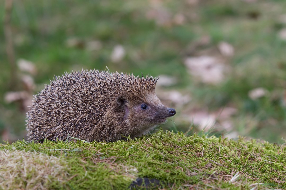 Igel auf Moos | © Marcus Bosch