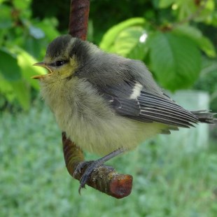 Junge Blaumeise | © Maria Bauer