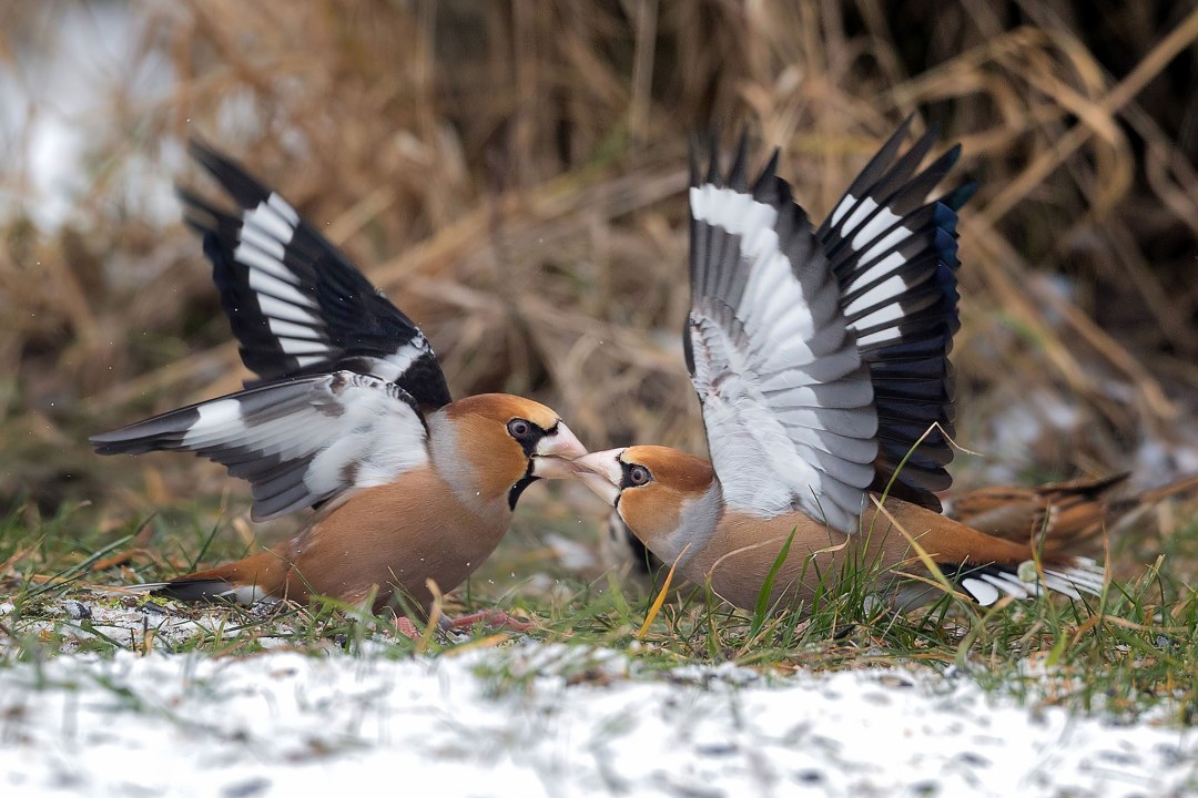Kernbeißer | © Hubert Born