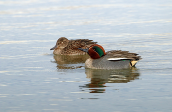 Krickenten-Paar auf dem Wasser, vorne das Männchen, hinten das Weibchen | © Frank Derer
