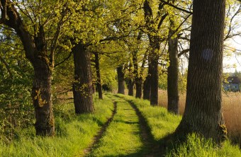 LBV Schutzgebiet Angerweiher mit einer Eichenallee | © Peter Zach