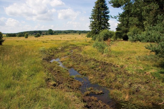 Moorrenaturierung im LBV-Schutzgebiet Georgenberg | © Julia Römheld