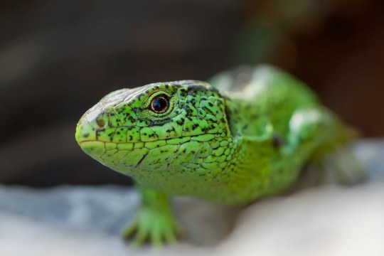 Zauneidechse | © Markus Glässel