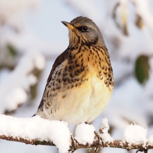 Wacholderdrossel auf einem schneebedeckten Ast | © Ludwig Holl