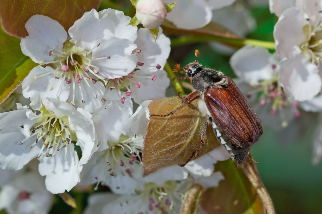 Maikäfer | © Andreas Hartl