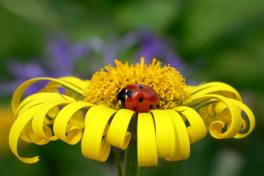 Marienkaefer | © Giessler Andrea