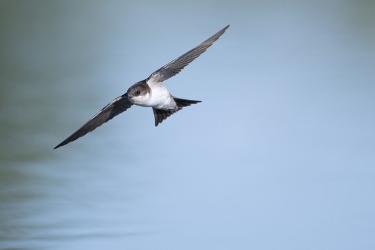 Mehlschwalbe im Flug | © Josef Baumgartner