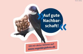 Mehlschwalbe – „Auf gute Nachbarschaft!" | © Dr. Christoph Moning