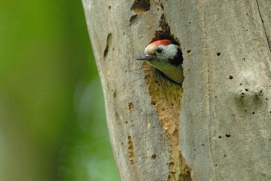 Mittelspecht im Baum | ©Thomas Stephan