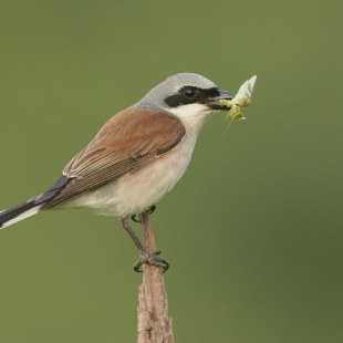 Neuntöter-Männchen mit Beute | © Rosl Rößner