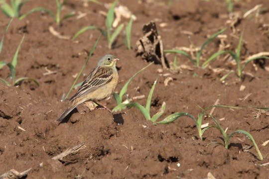 Ortolan Männchen sitzt auf offenem Ackerboden | © M. Hartmann