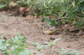 Ortolan-sitzend-im-Sand_|©  J.-H. Fünfstück