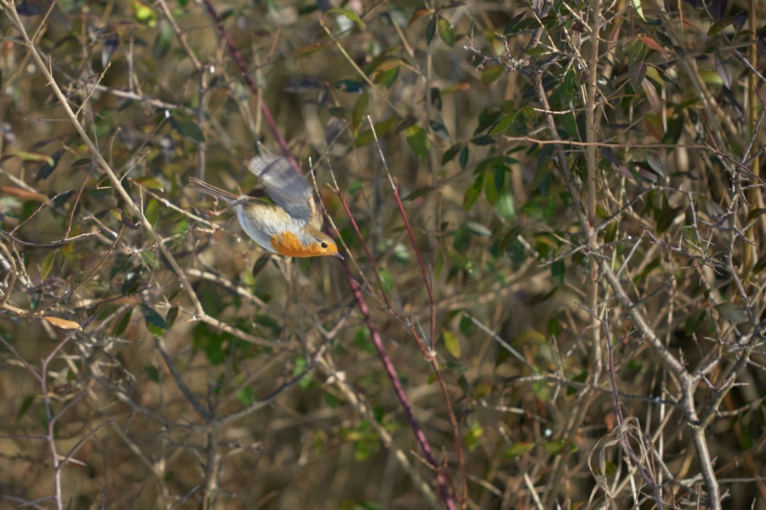 Rotkehlchen | © Hauke Lindhorst