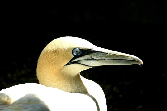 Basstölpel | © Ferdinand Baer