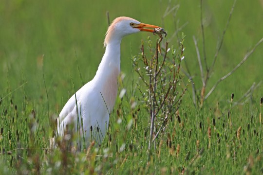 Kuhreiher| © Frank Derer