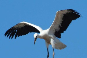 Weißstorch Pfaffenhofen 1 | © S. Kellerer