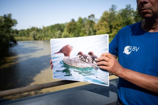 Gänsesäger | © Lukas Barth-Tuttas