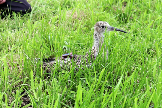 Großer Brachvogel | © Rebecca Leiss
