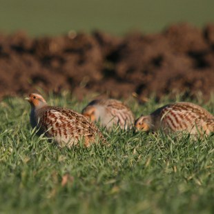Rebhühner | © Dr. Christoph Moning