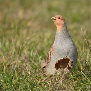 Rebhuhn  | © Herbert Henderkes