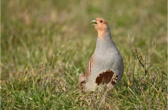 Rebhuhn  | © Herbert Henderkes