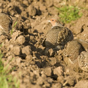 Rehuhn | © Rosl Roessner