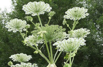 Blüten des Riesenbaerenklau  | © Dieter Hopf