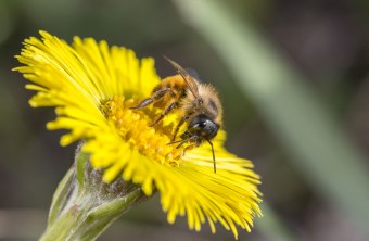 Rote Mauerbiene Nektar | © Ralph Sturm