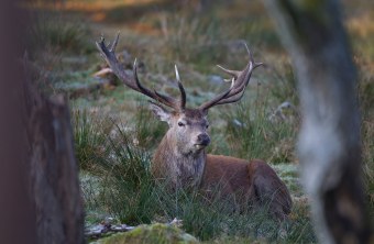 Rothirsch liegt im Wald auf einer Wiese | © Marcus Bosch
