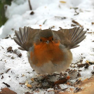 Aufgeplustertes Rotkehlchen | © Christa Lachmann