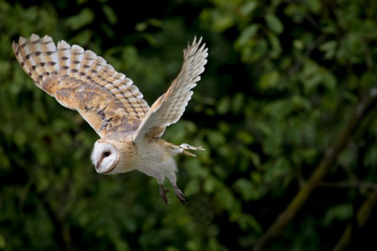 Schleiereule im Flug | © Marcus Bosch
