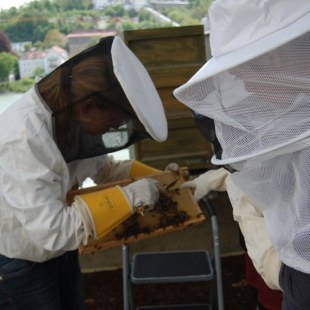Schulgarten-Wettbewerb 2016 Gymnasium Leopoldinum Arbeiten an den Bienen | © Gymnasium Leopoldinum