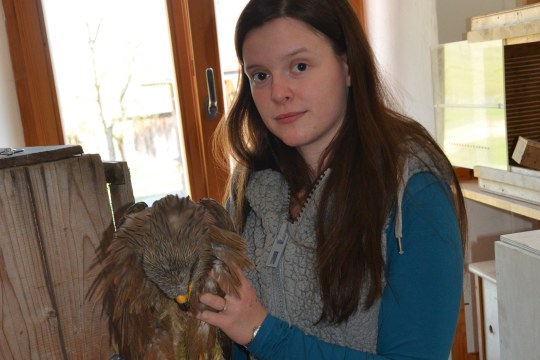 Ein Mädchen hält einen vermutlich vergifteten Schwarzmilan in den Händen, er lebt noch | © Dr. Andreas von Lindeiner