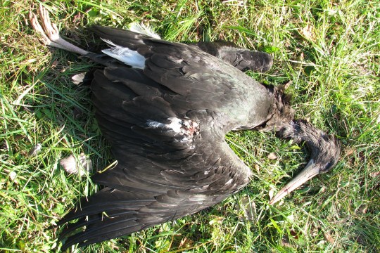 Von Stromschlag getöteter Schwarzstorch | ©