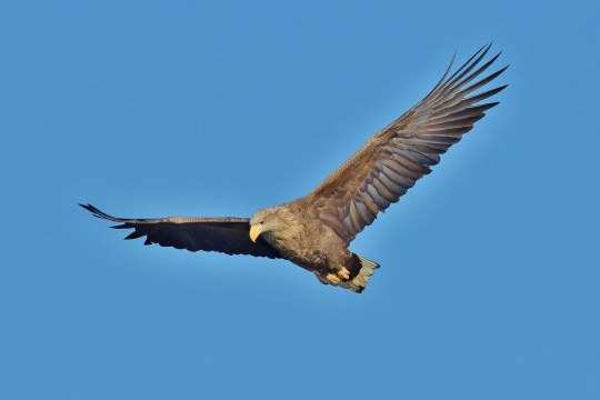 Seeadler im Flug im Hintergrund blauer Himmel | © Edmund Abel