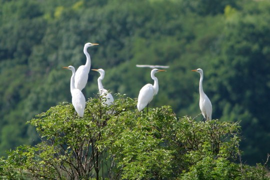 Silberreiher Trupp auf einem Baum | ©Zdenek Tunka