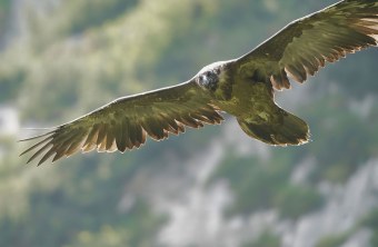 Bartgeier Sisi | © Christian Steiger