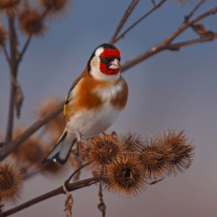 Portrait-Aufnahme eines Stieglitzes, der auf Samenpflanzen sitzt | © Marcus Bosch