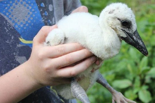 Storchenküken in der Hand gehalten | © LBV