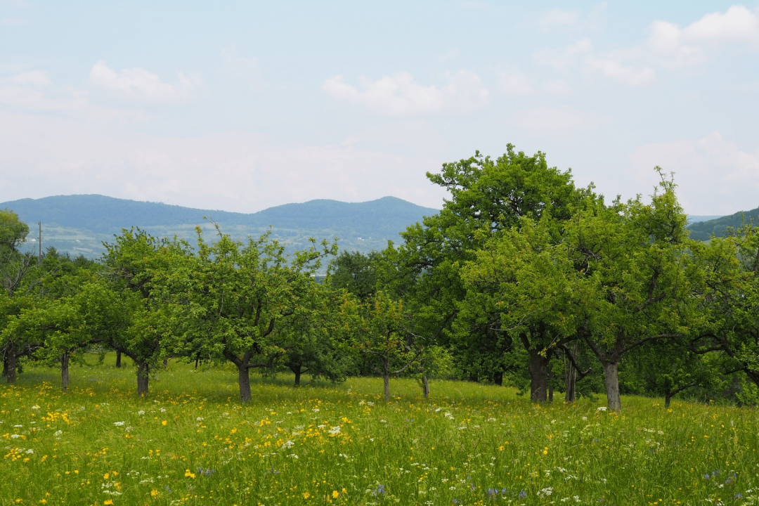 Streuobstwiese | © Franziska Wenger