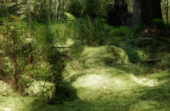 Torfmoose | © Christian Stierstorfer