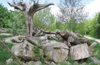 Totholz liegt aufgeschichtet auf einer grünen Wiese | © Birgit Helbig
