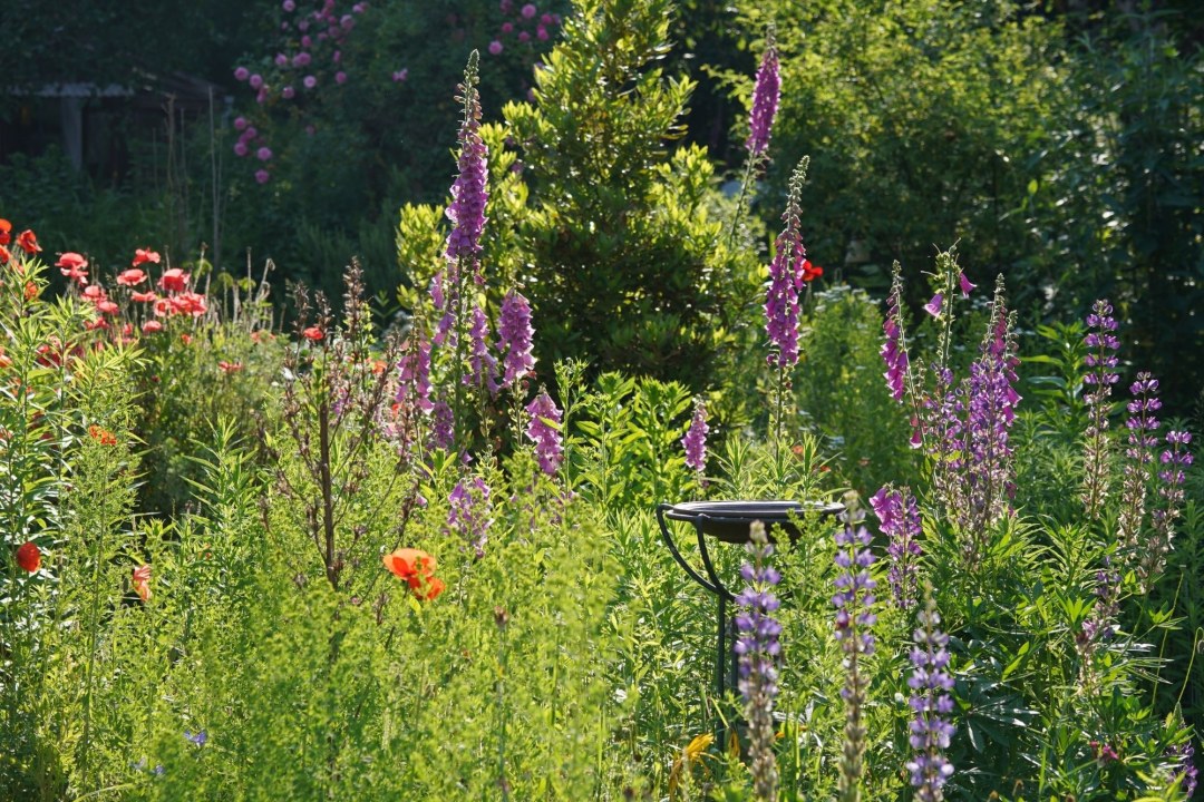 Vogeltraenke | © Thomas Staab