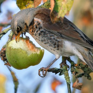 Wacholderdrossel frisst an einem Apfel | © John/Mihopulos