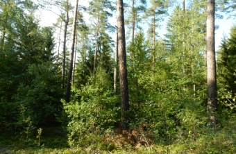 Wald bei Teublitz © Christian Stierstorfer