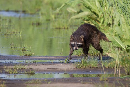 Nasser Waschbär läuft an einem schlammigen Ufer entlang | © Gunther Zieger