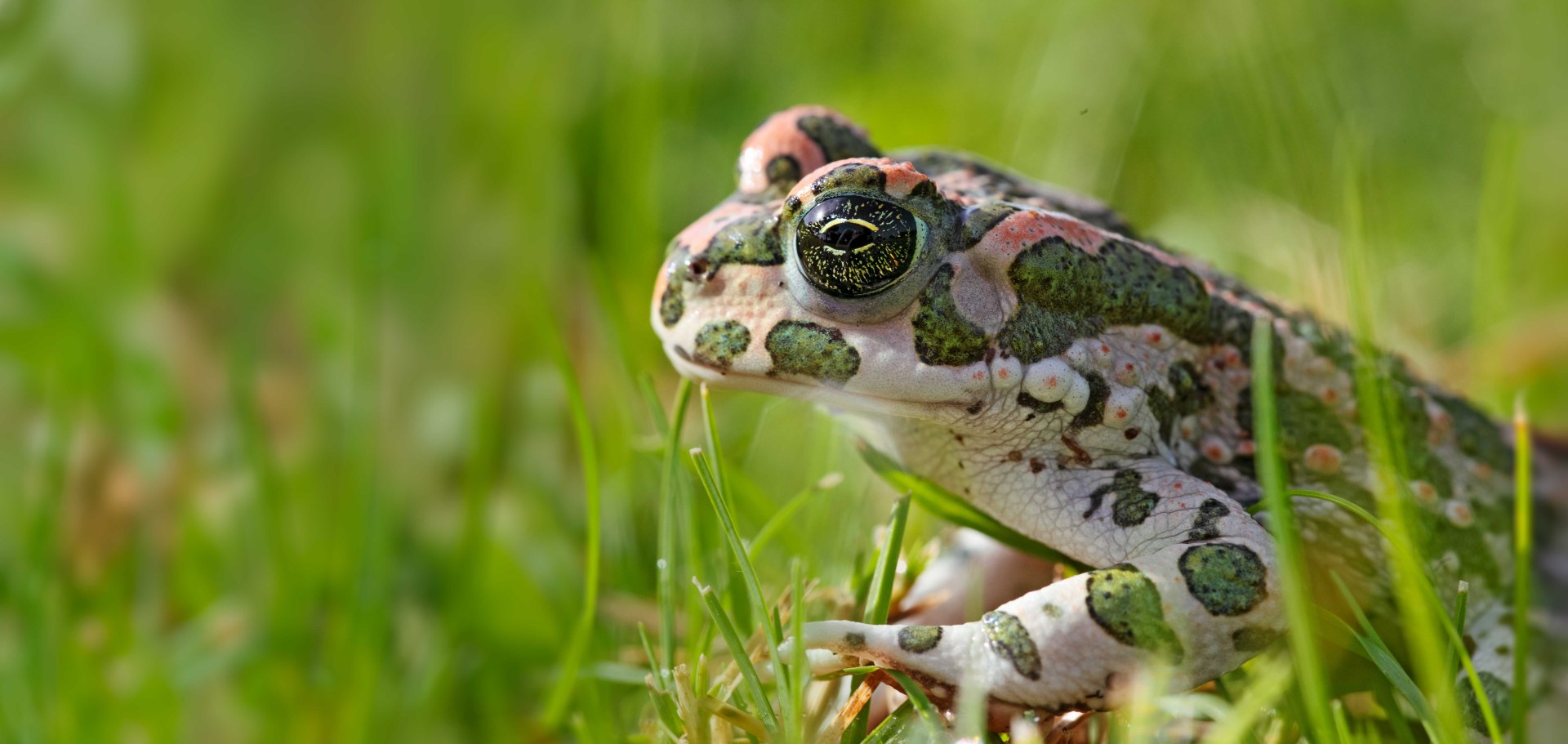 Wechselkröte | © Andreas Hartl